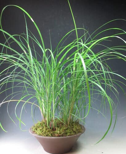 Amazon.co.jp: 秋の山野草 矢羽ススキの鉢植え【現品】 : DIY
